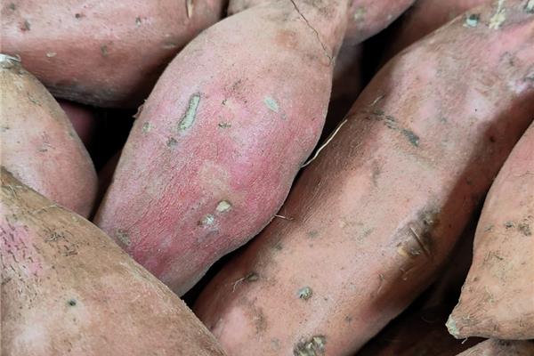 Zoete aardappelen (Bataat) Vers aanbod in de winkel op 3 april en 4 april Webshop